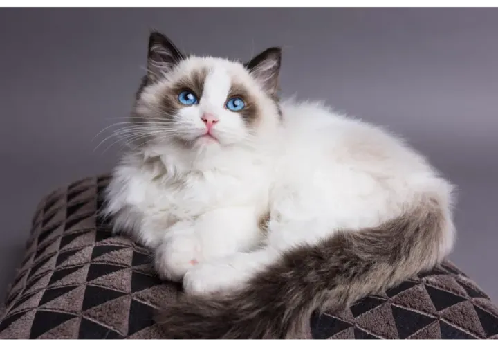 Kucing Adalah Pilihan Peliharaan Ideal